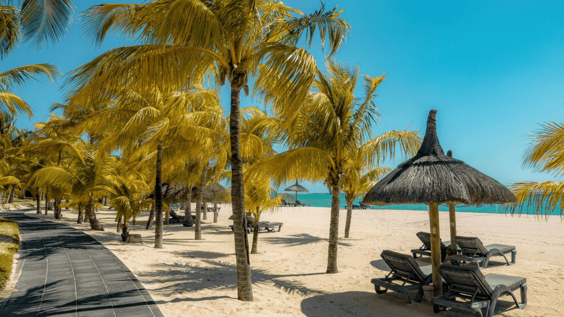 Golden Palm trees in Mauritius
